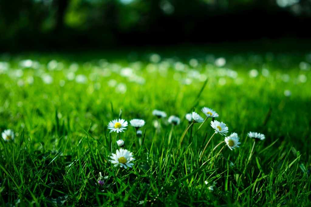 Greening Your Yard: Installing Sod vs. Native Grasses