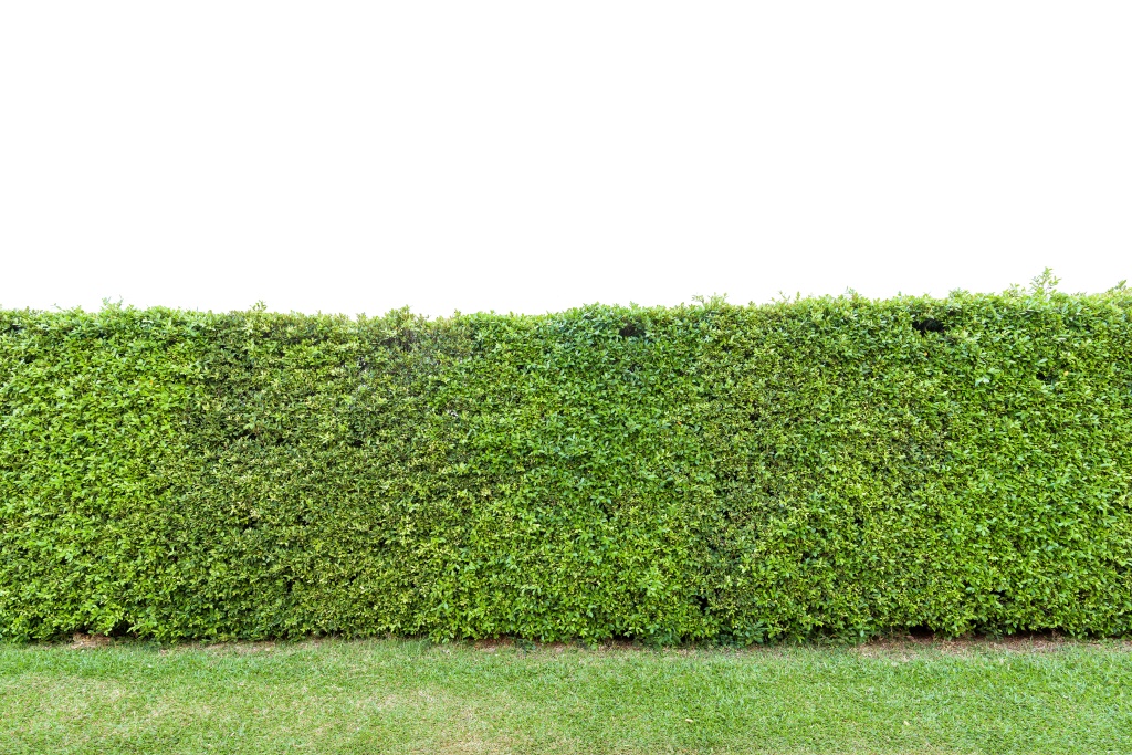 Polished Privacy : A Guide to Planting a Hedgerow