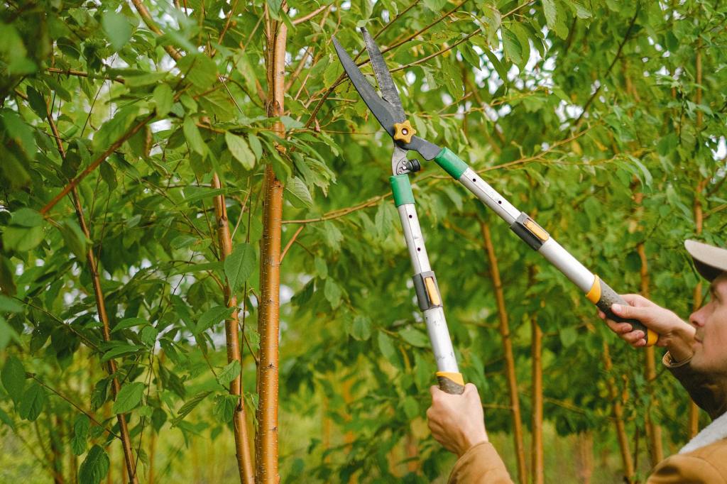 Pruning Calendar for PNW Gardens: A Seasonal Pruning Checklist
